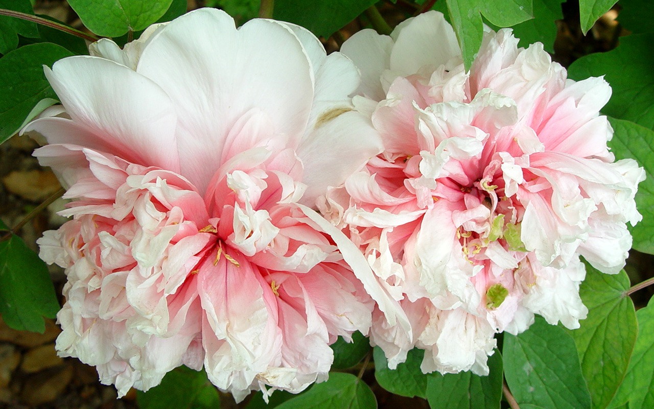 Fonds d'écran de la Reine fleur de pivoine #22 - 1280x800