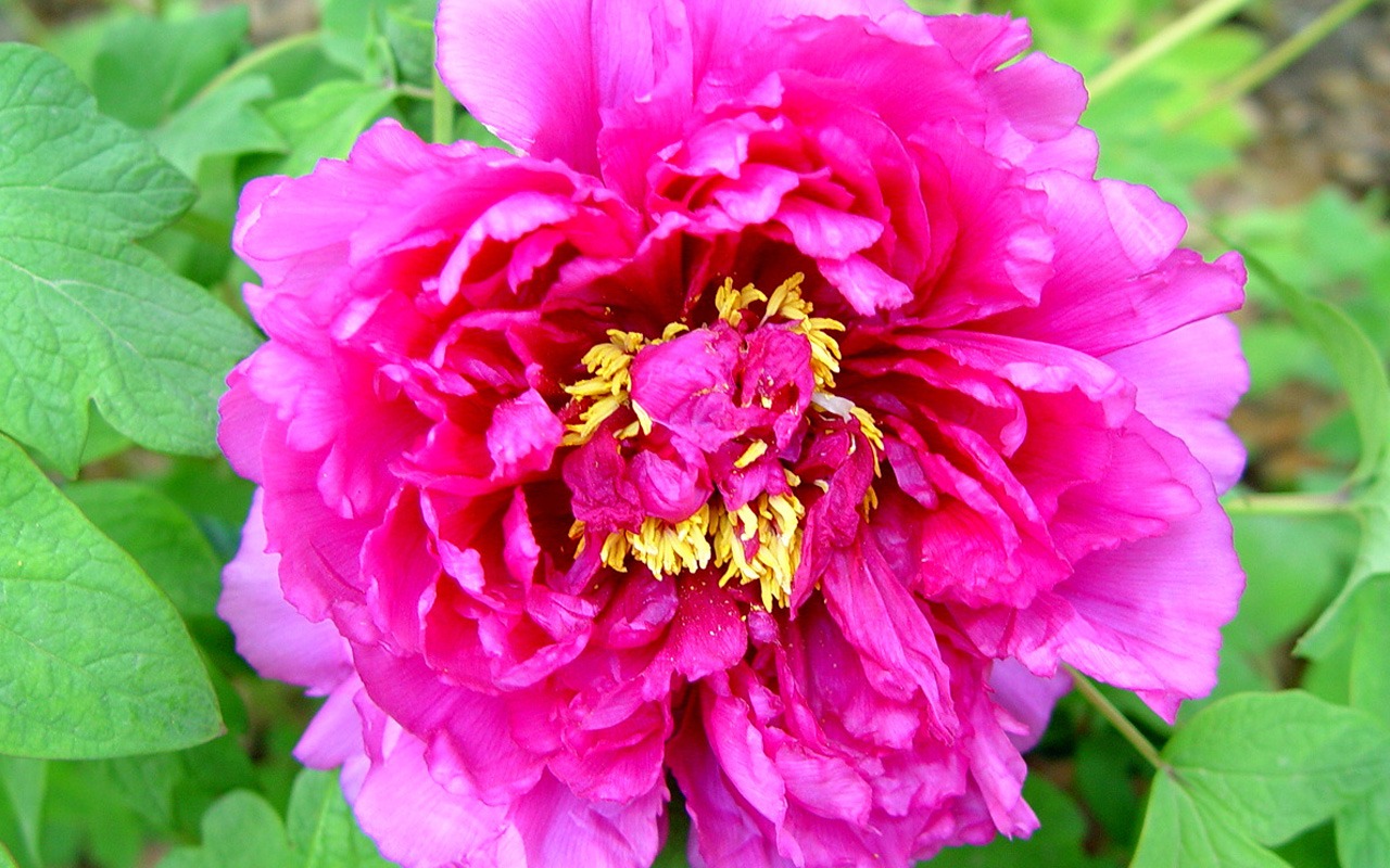 Queen Peony Flower Wallpapers #23 - 1280x800