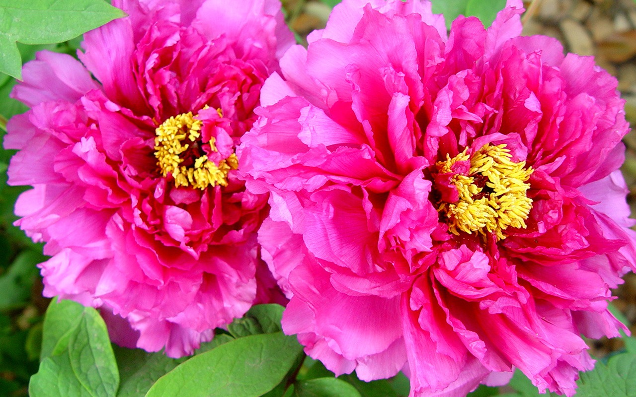 Queen Peony Flower Wallpapers #24 - 1280x800