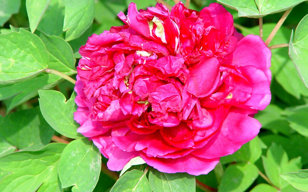 Queen Peony Flower Wallpapers #25 - 1280x800