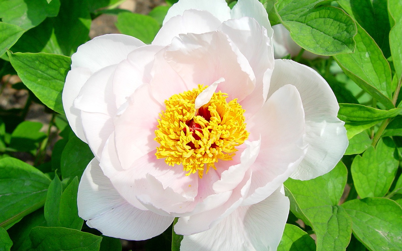 Queen Peony Flower Wallpapers #27 - 1280x800