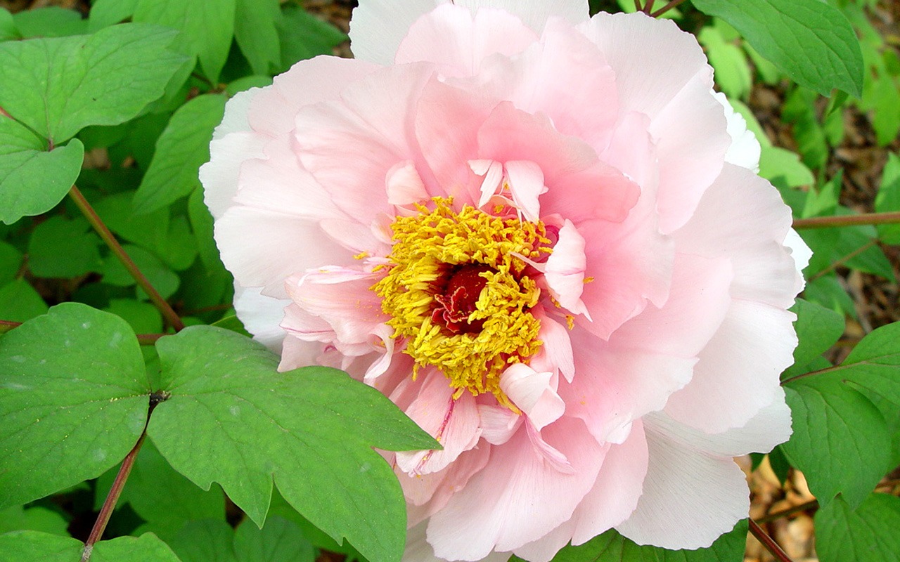 Fonds d'écran de la Reine fleur de pivoine #28 - 1280x800