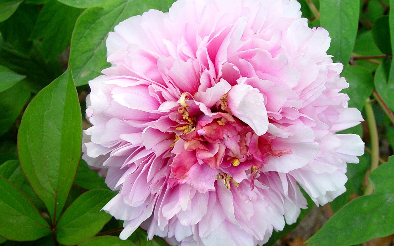 Fonds d'écran de la Reine fleur de pivoine #29 - 1280x800