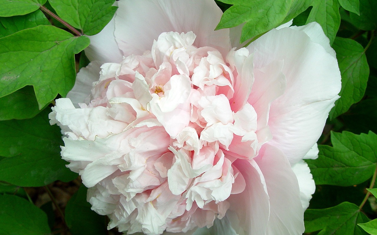 Fonds d'écran de la Reine fleur de pivoine #30 - 1280x800