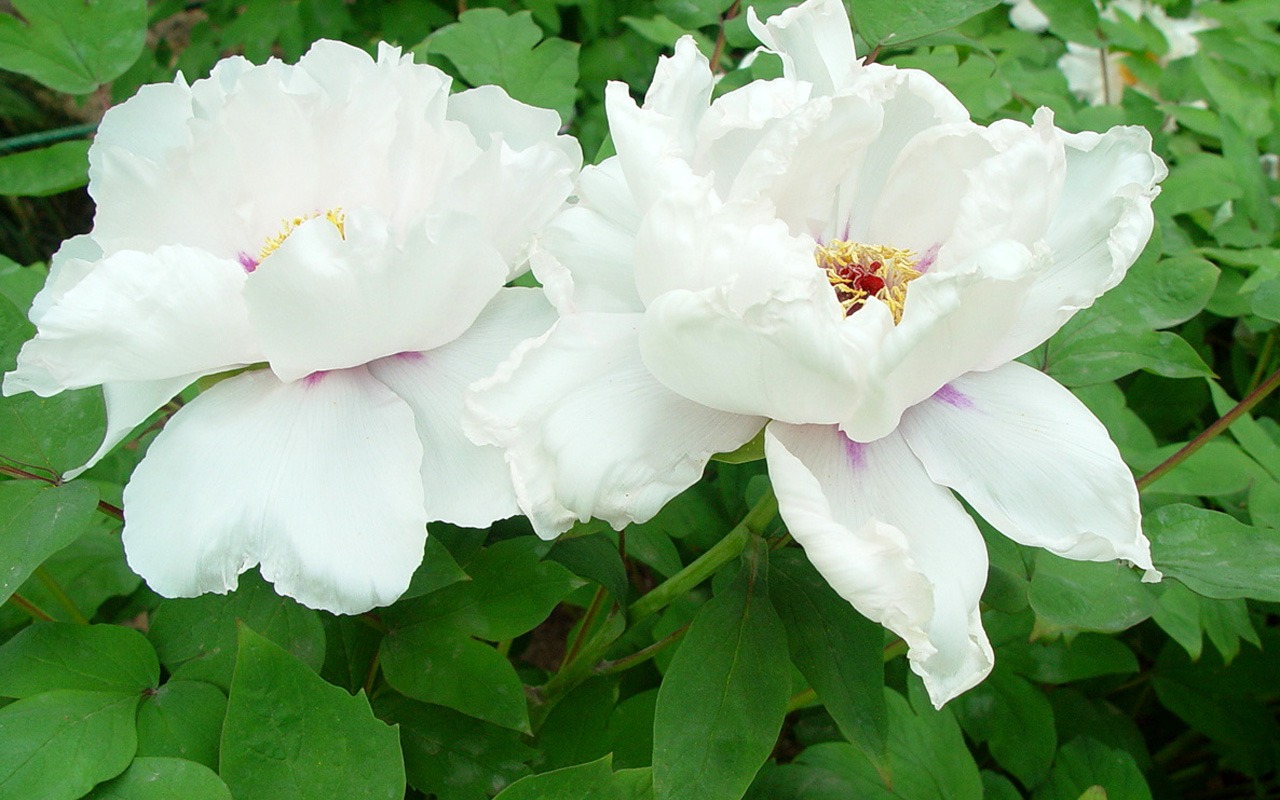 Fonds d'écran de la Reine fleur de pivoine #32 - 1280x800