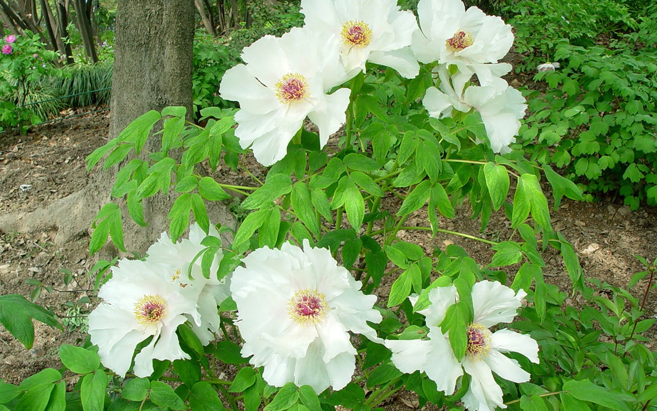 Queen Peony Flower Wallpapers #34 - 1280x800