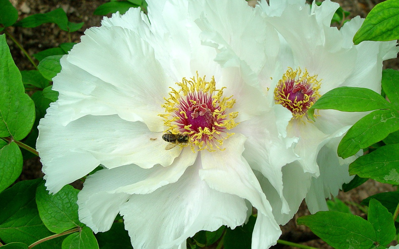 Queen Peony Flower Wallpapers #35 - 1280x800