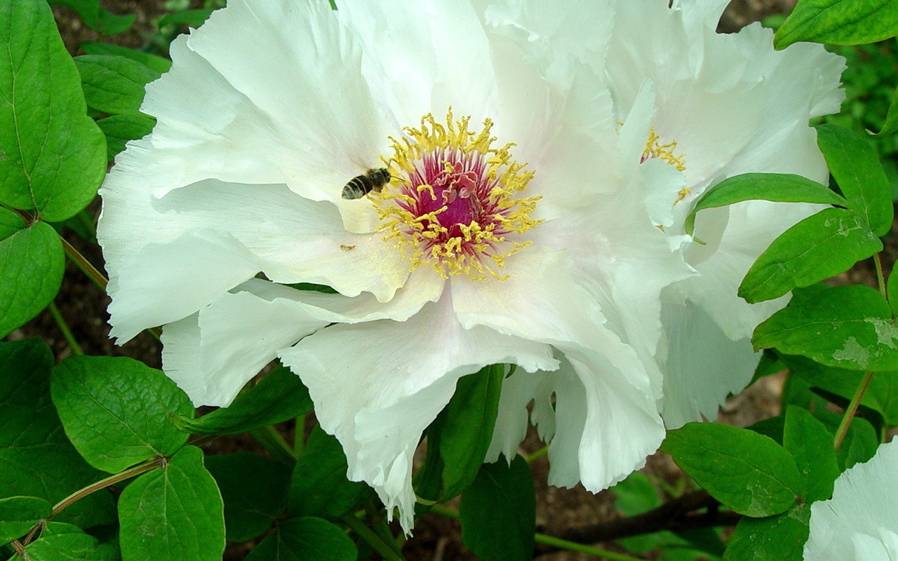 Queen Peony Flower Wallpapers #37 - 1280x800