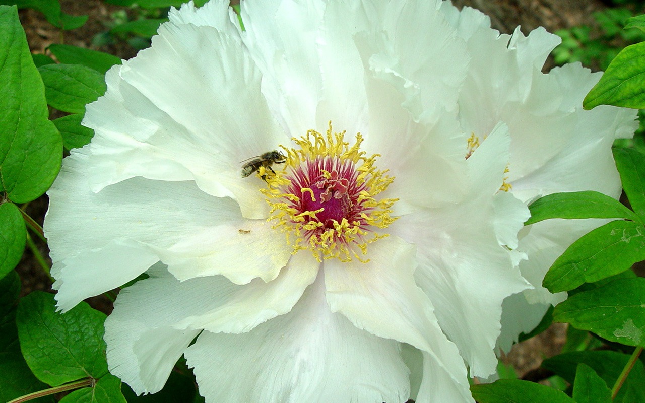 Queen Peony Flower Wallpapers #38 - 1280x800