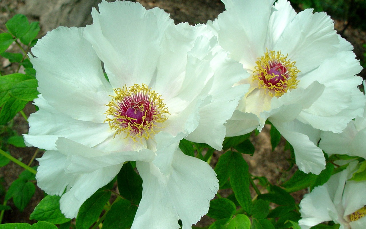 Queen Peony Flower Wallpapers #40 - 1280x800