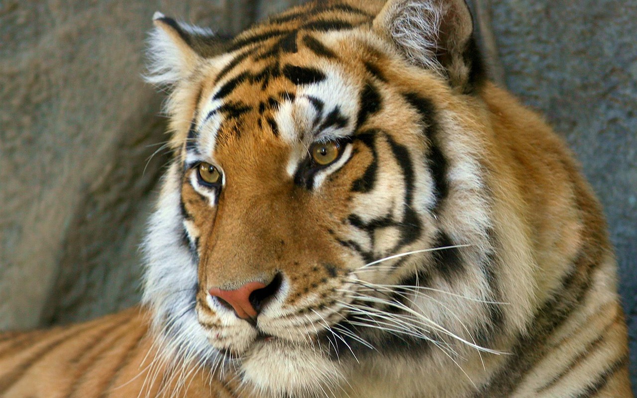 Tiger Foto Wallpaper #7 - 1280x800