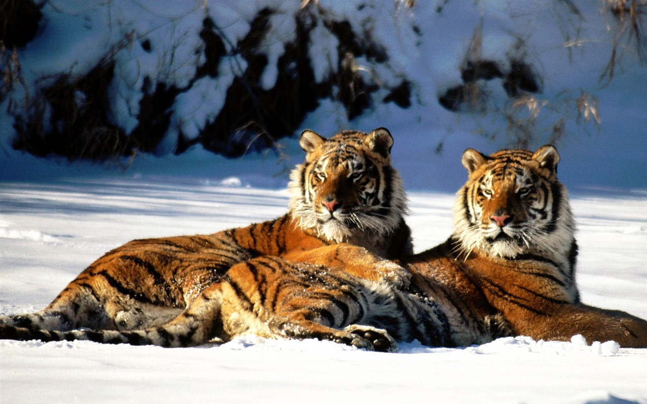 Tiger Photo Wallpaper #8 - 1280x800