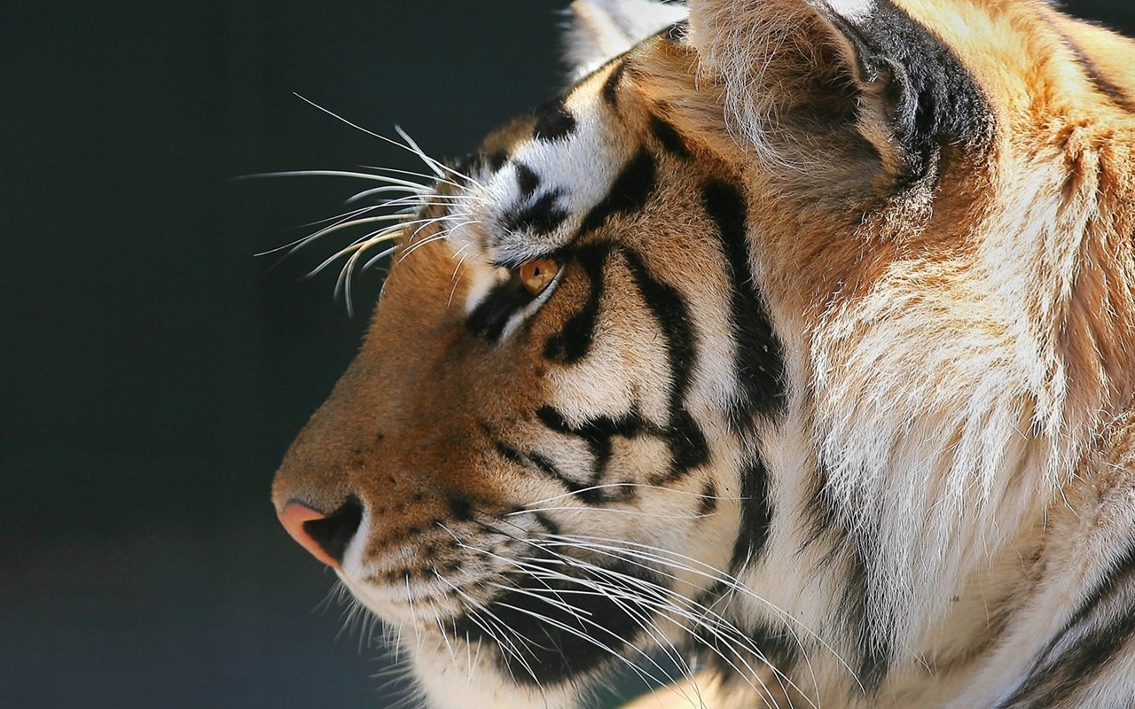 Tiger Foto Wallpaper #11 - 1280x800