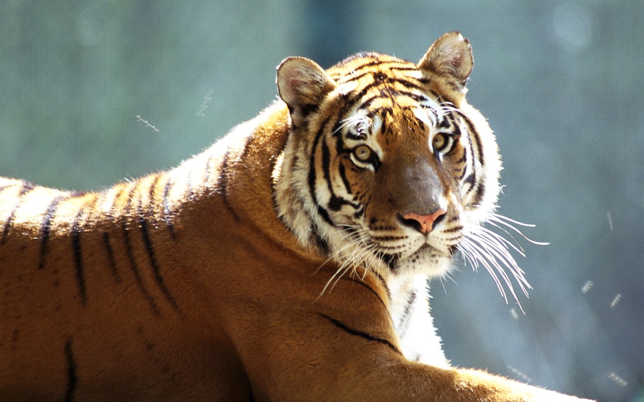 Foto Wallpaper Tigre #14 - 1280x800