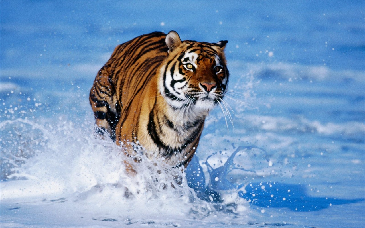 Tiger Foto Wallpaper #15 - 1280x800