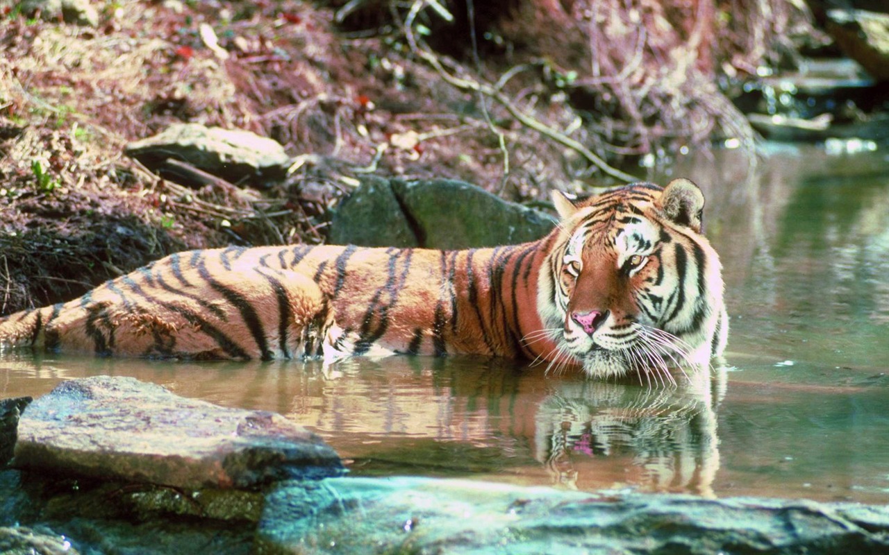 Foto Wallpaper Tigre #18 - 1280x800