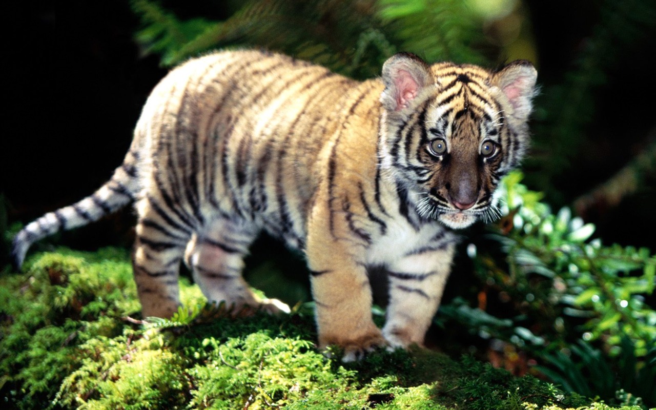 Tiger Foto Wallpaper #19 - 1280x800