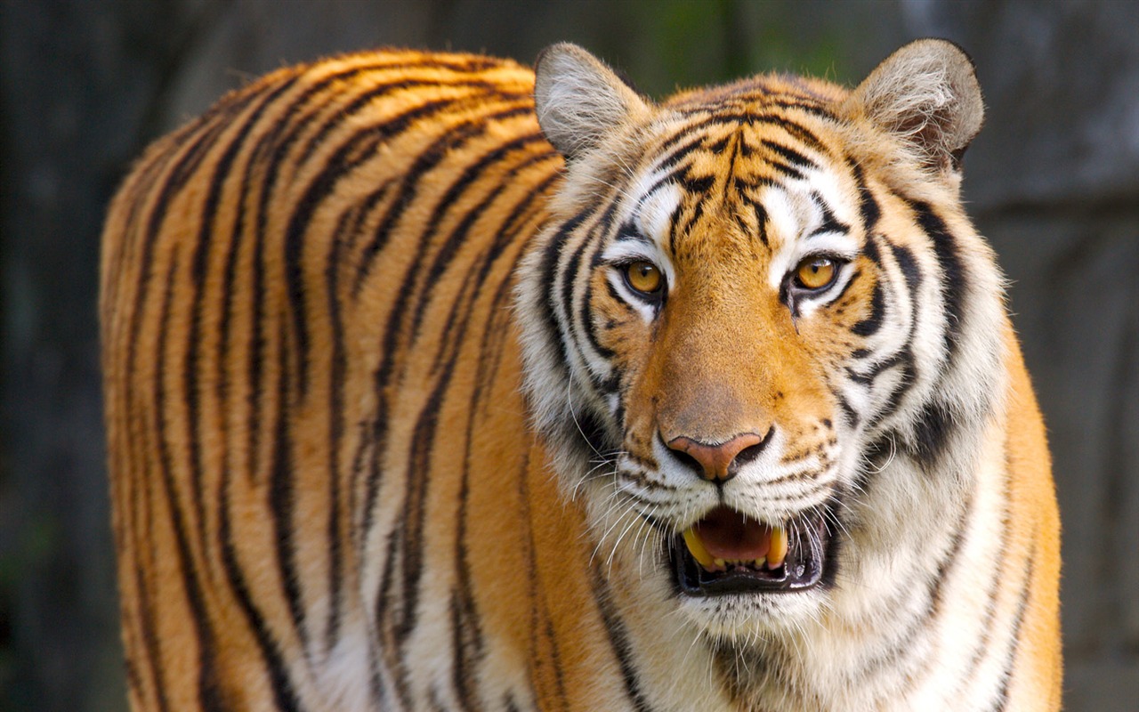 Tiger Foto Wallpaper #21 - 1280x800