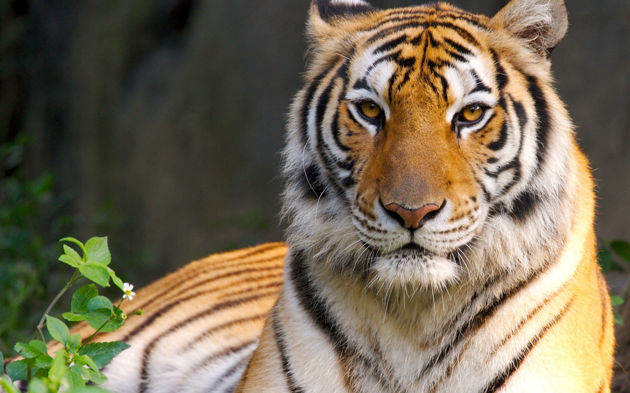 Tiger Foto Wallpaper #22 - 1280x800