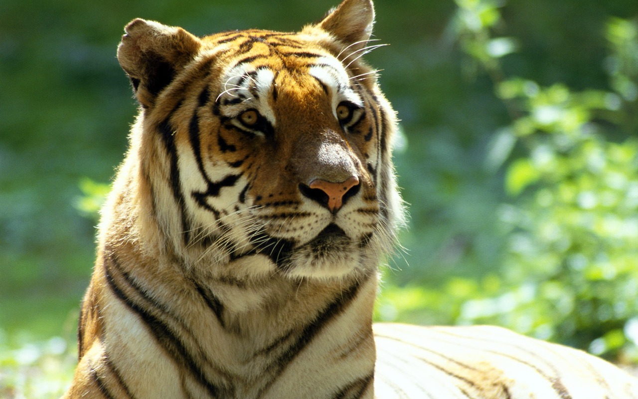 Tiger Foto Wallpaper #24 - 1280x800