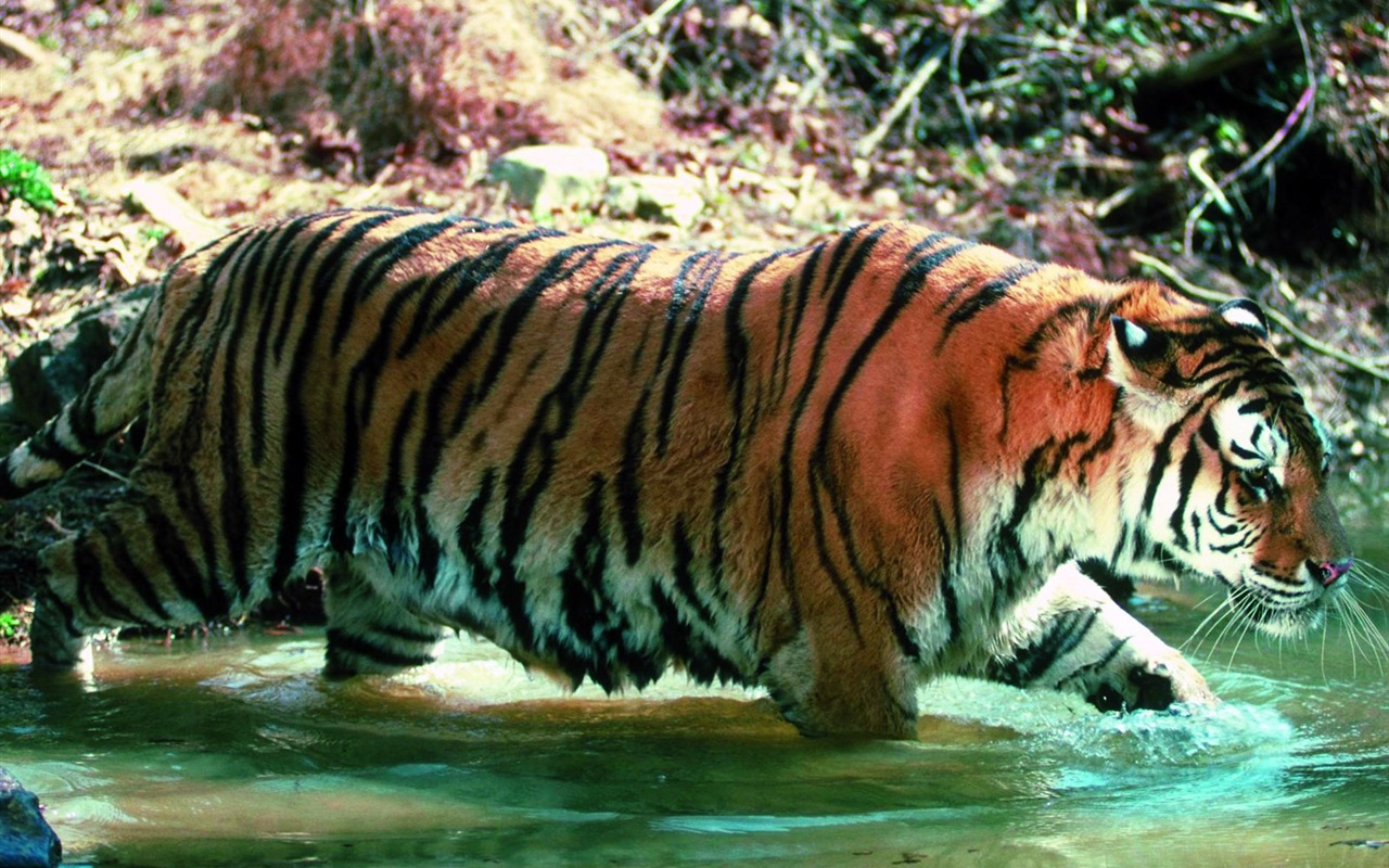 Tiger Photo Wallpaper #29 - 1280x800
