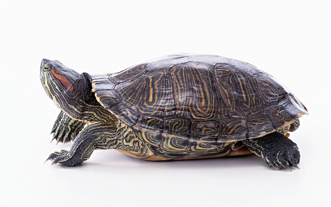 Cute little animals wallpaper (1) #6 - 1280x800