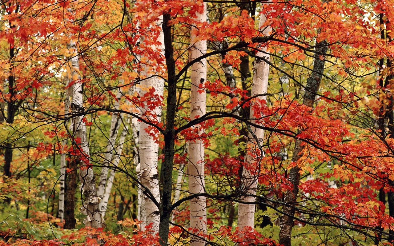Podzimní krajina krásná tapeta #3 - 1280x800