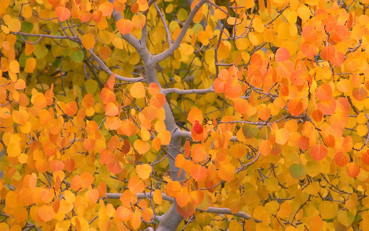Autumn scenery beautiful wallpaper #5 - 1280x800