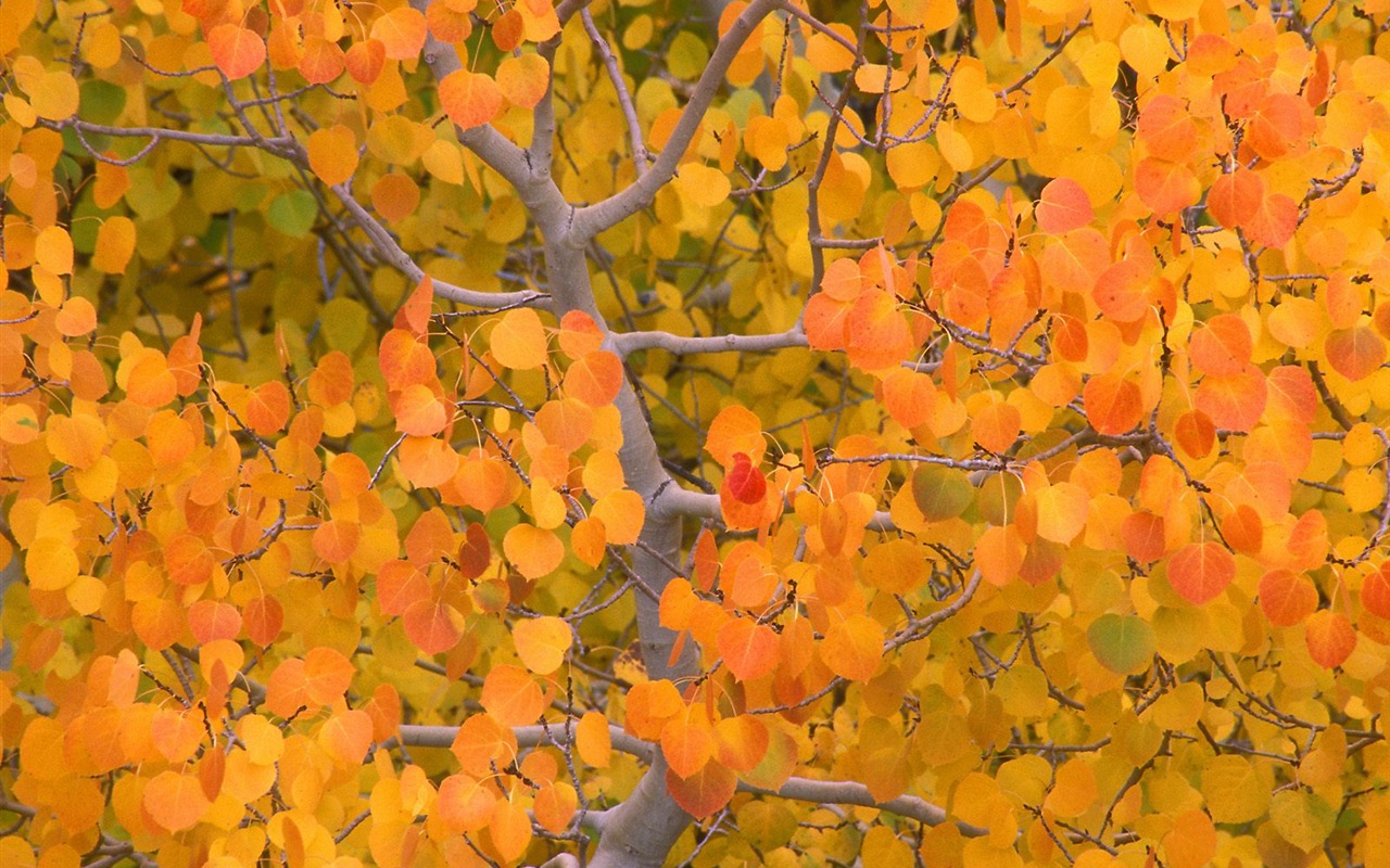 Otoño fondos de escritorio de bellos paisajes #5 - 1280x800