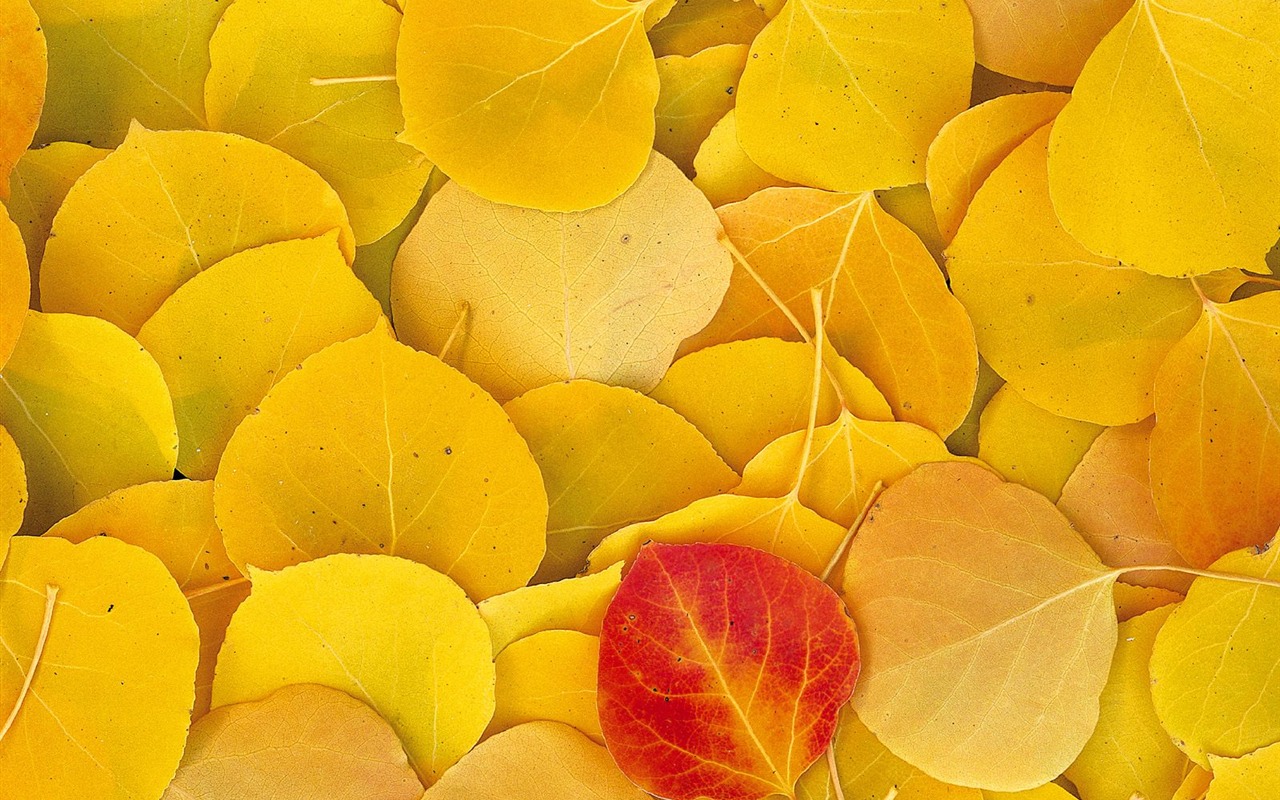 Podzimní krajina krásná tapeta #6 - 1280x800