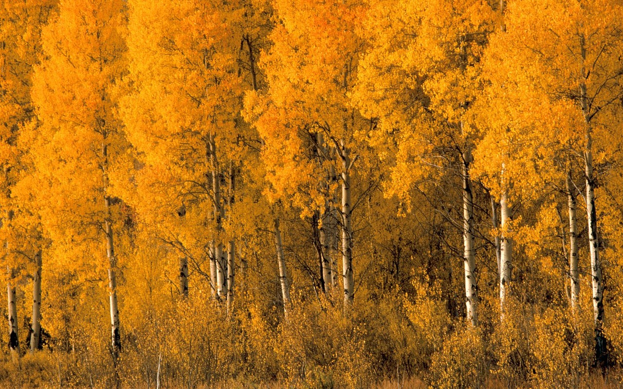 Herbstlandschaft schöne Tapete #9 - 1280x800