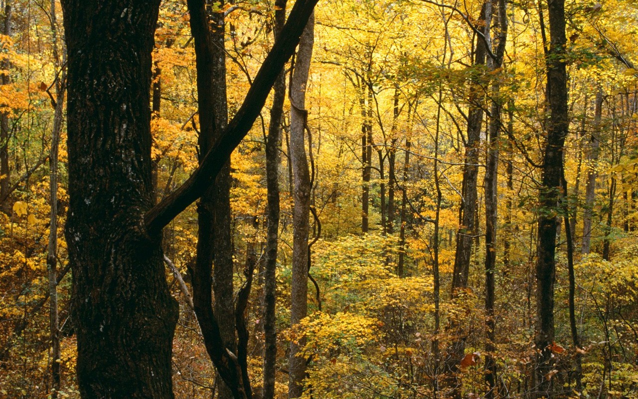 Herbstlandschaft schöne Tapete #17 - 1280x800