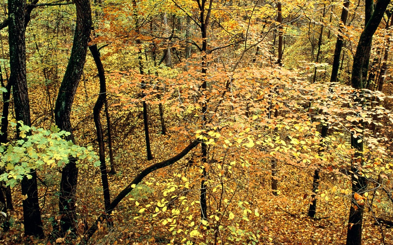 Herbstlandschaft schöne Tapete #18 - 1280x800