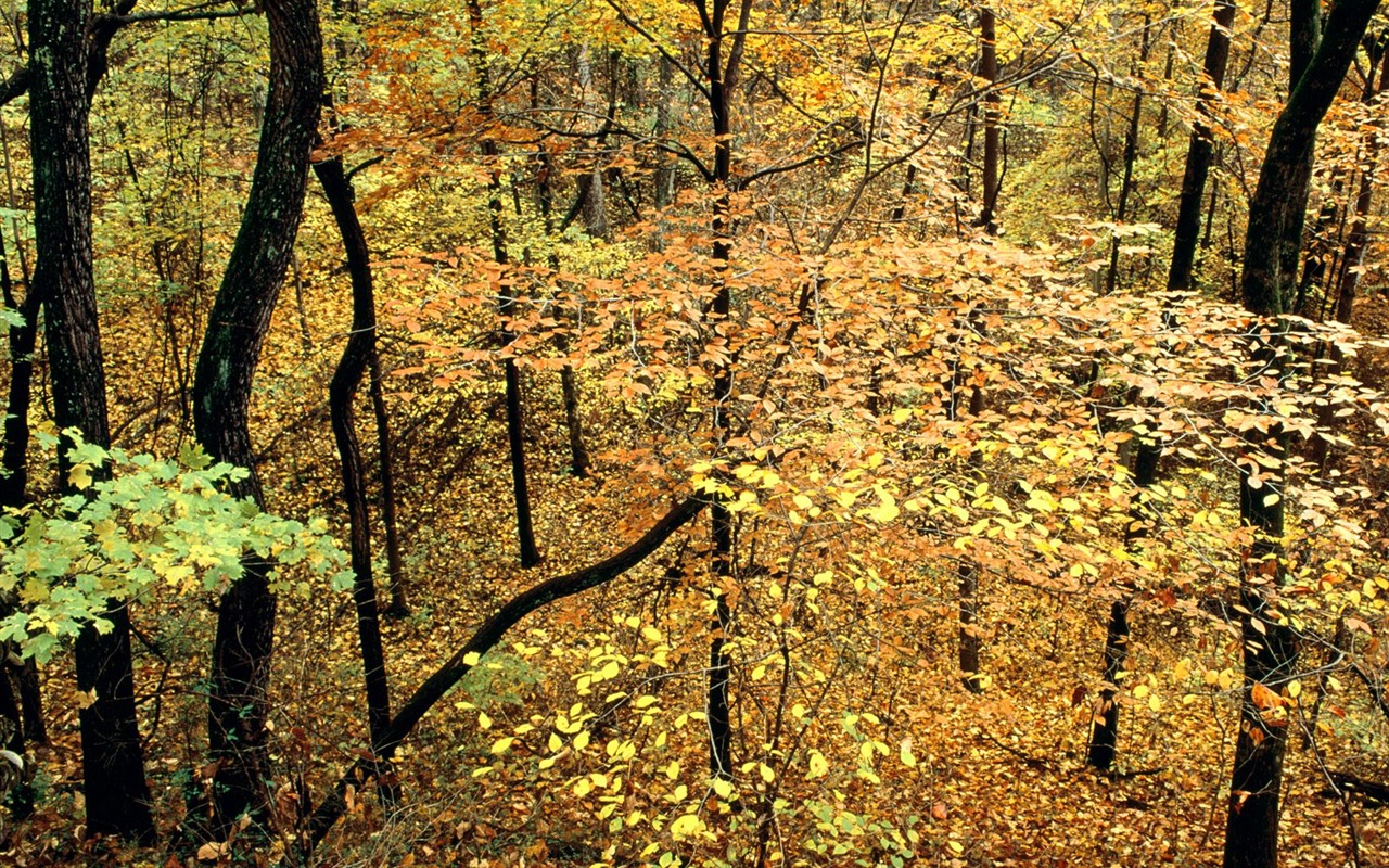 Otoño fondos de escritorio de bellos paisajes #18 - 1280x800