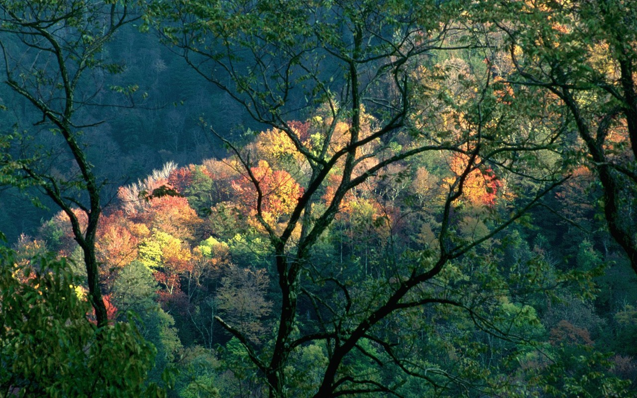 Herbstlandschaft schöne Tapete #22 - 1280x800