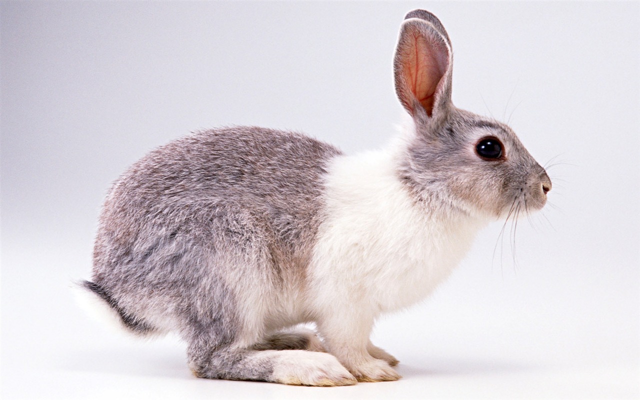 Cute little animals wallpaper (2) #1 - 1280x800