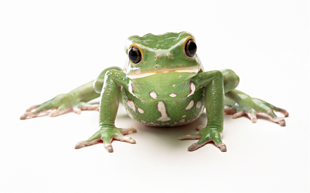 Cute little animals wallpaper (2) #4 - 1280x800