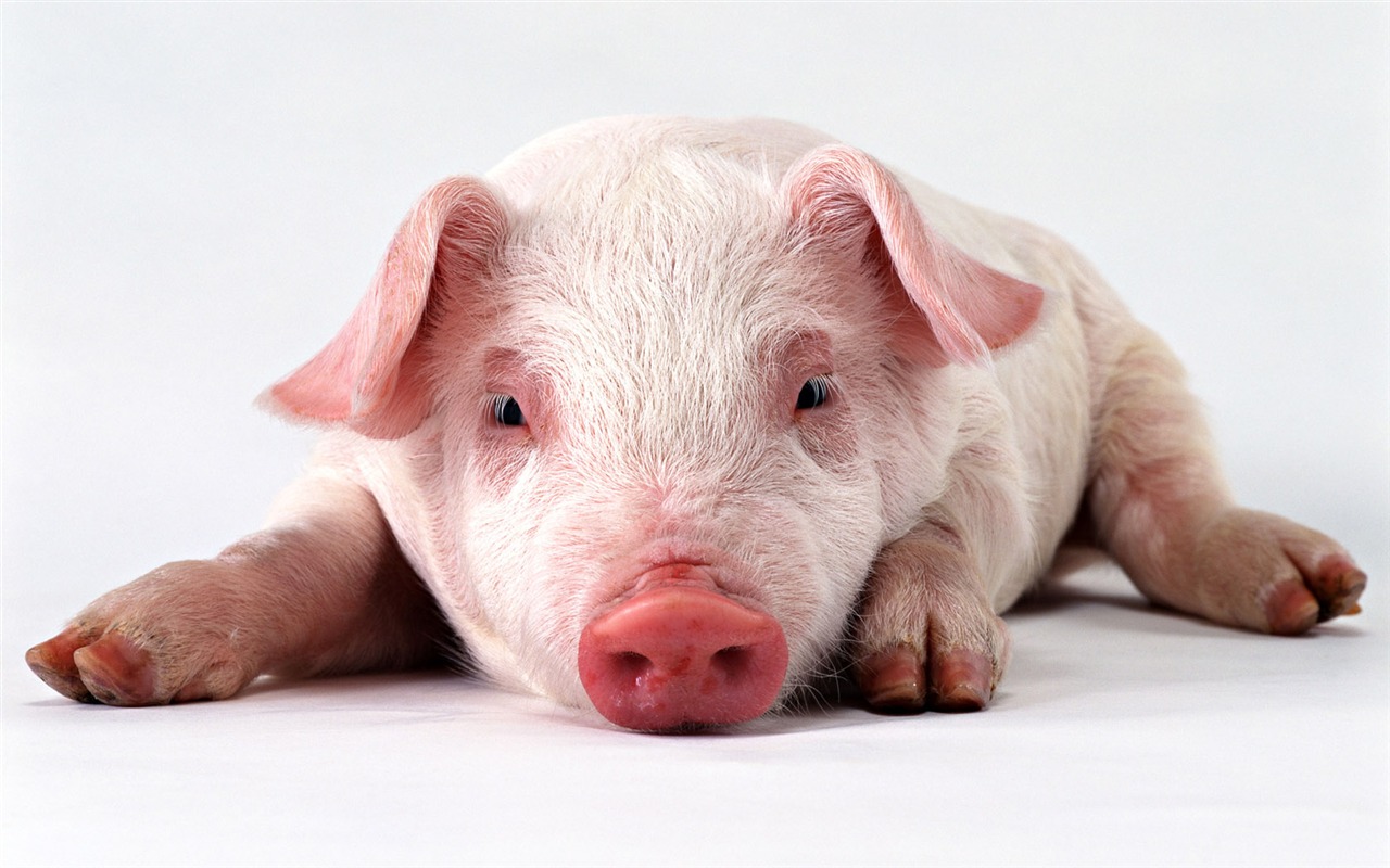 Cute little animals wallpaper (2) #5 - 1280x800