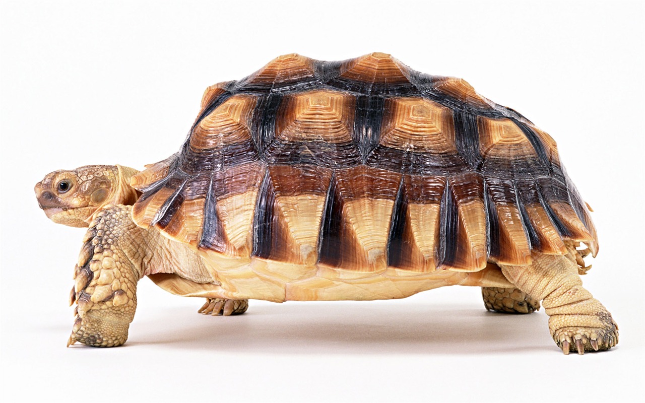 Cute little animals wallpaper (2) #8 - 1280x800