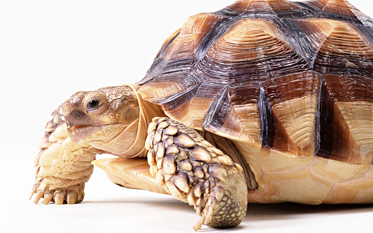 Cute little animals wallpaper (2) #9 - 1280x800