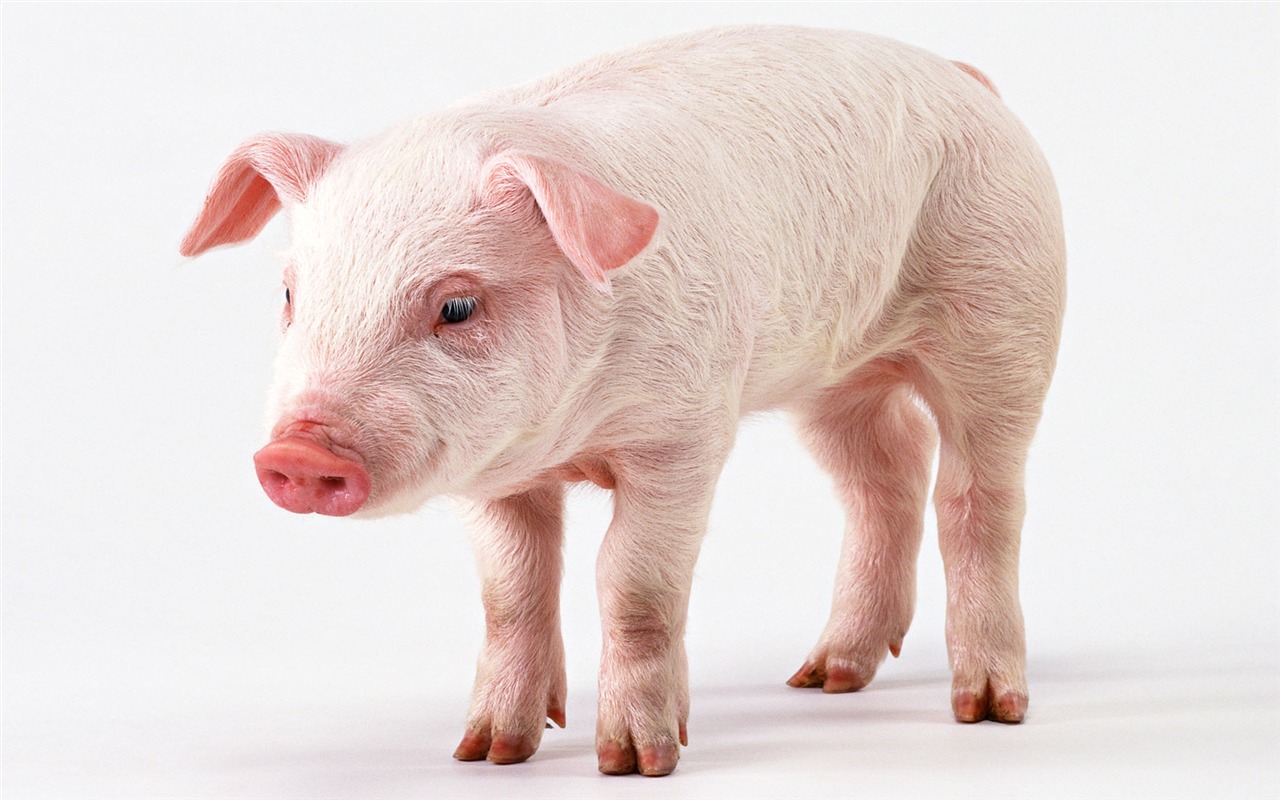 Cute little animals wallpaper (2) #13 - 1280x800