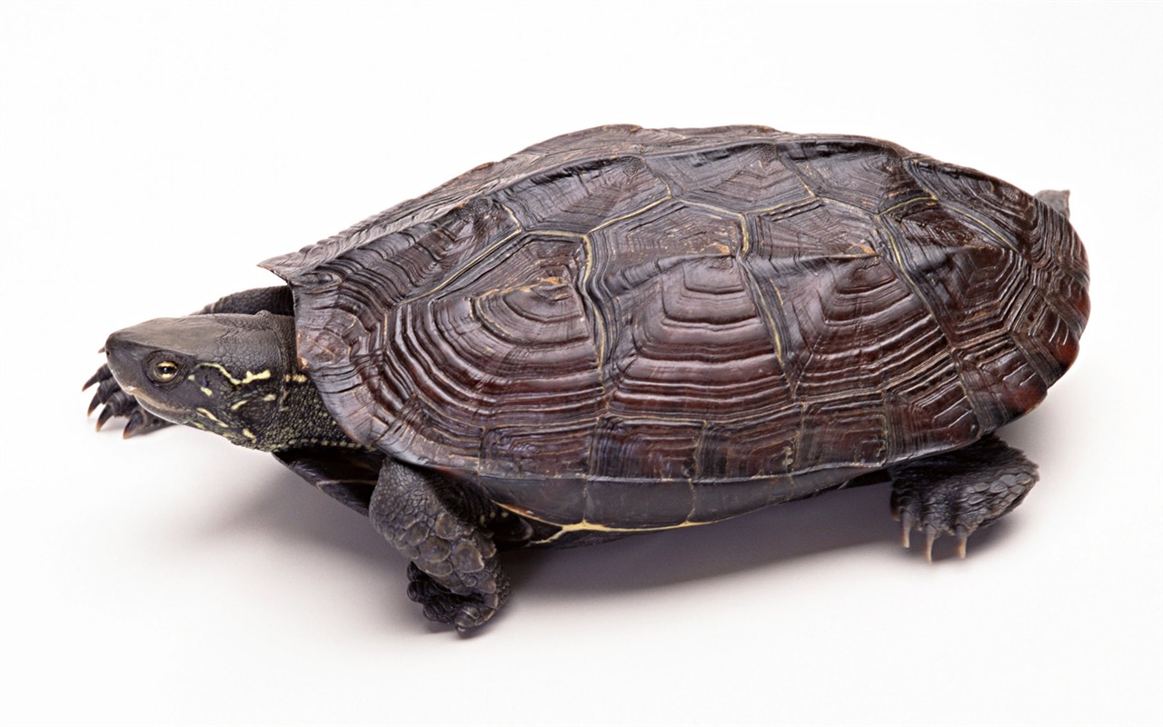 Cute little animals wallpaper (2) #15 - 1280x800