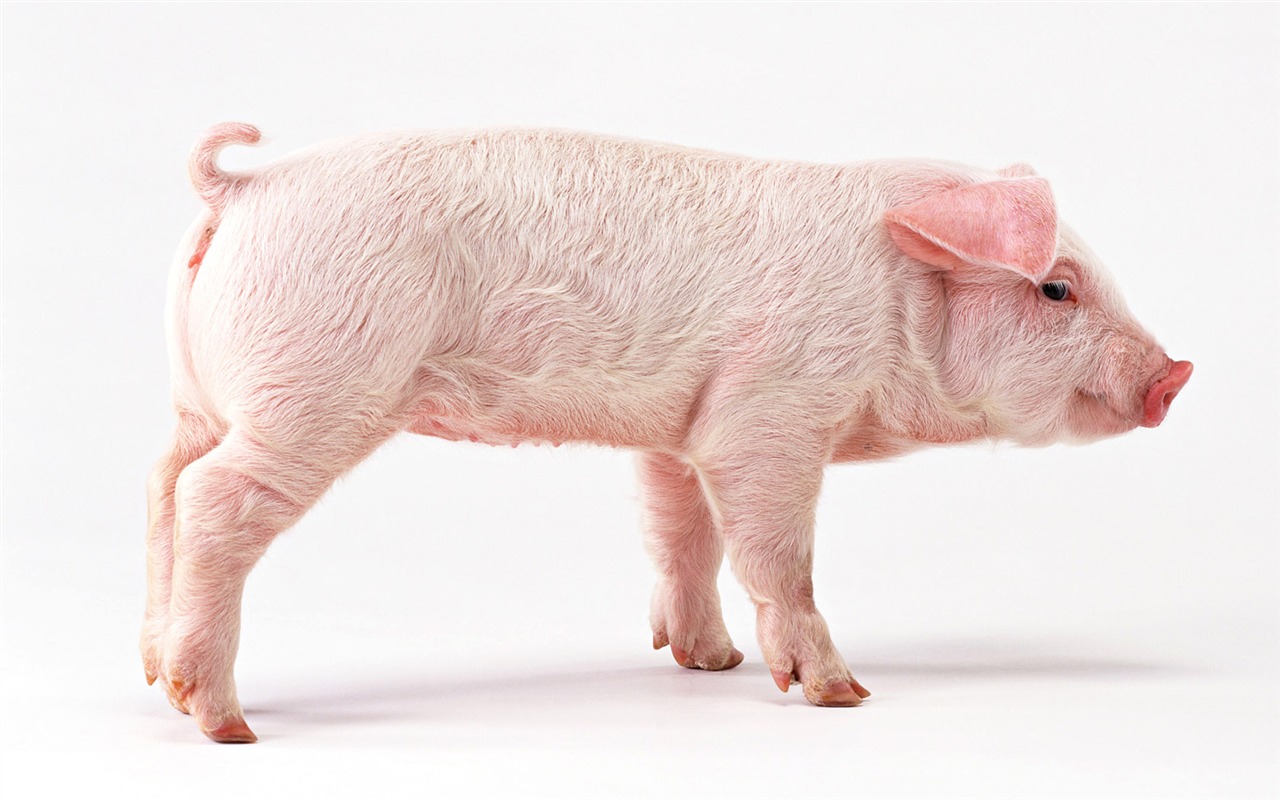 Cute little animals wallpaper (2) #17 - 1280x800