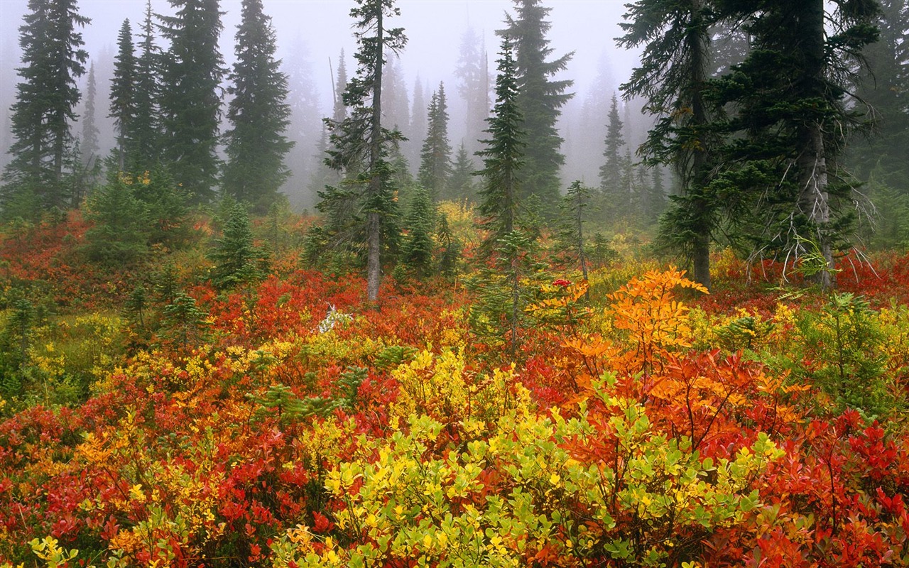 Webshots Scenery Wallpapers (2) #1 - 1280x800