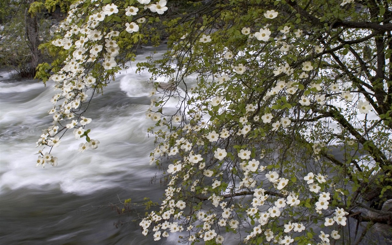 Water streams HD Wallpapers #12 - 1280x800