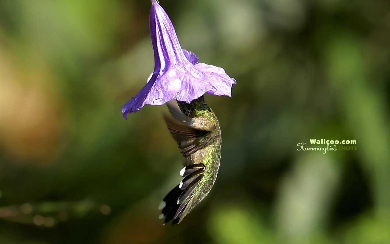 hummingbirds Foto Wallpaper #3 - 1280x800