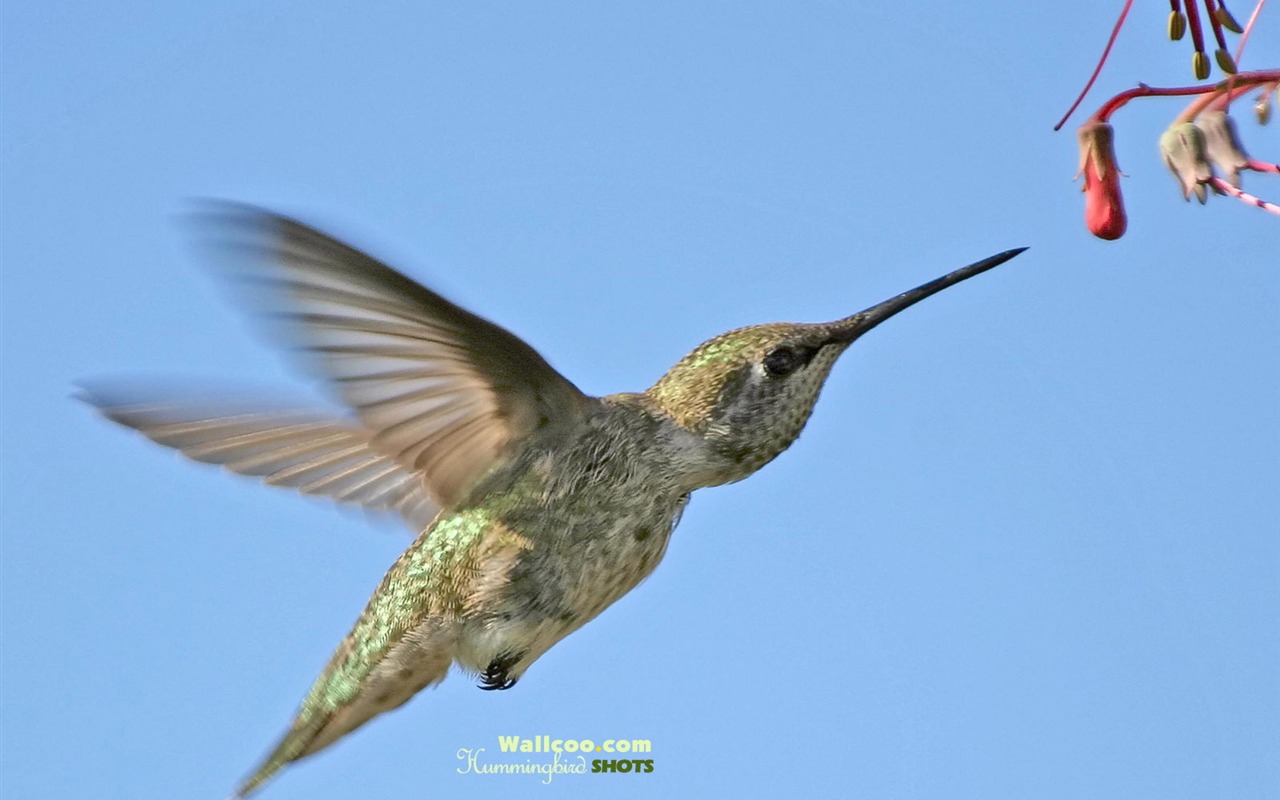 hummingbirds Foto Wallpaper #6 - 1280x800