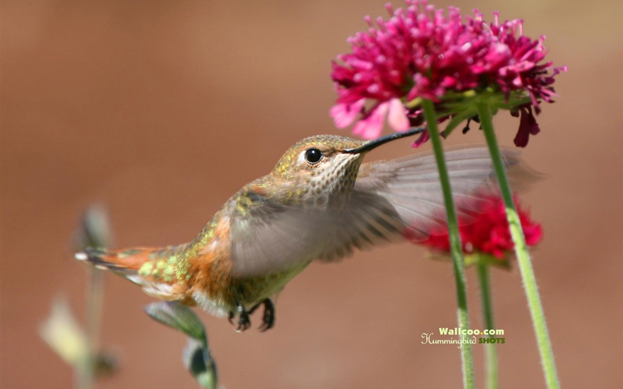 蜂鳥寫真壁紙 #7 - 1280x800