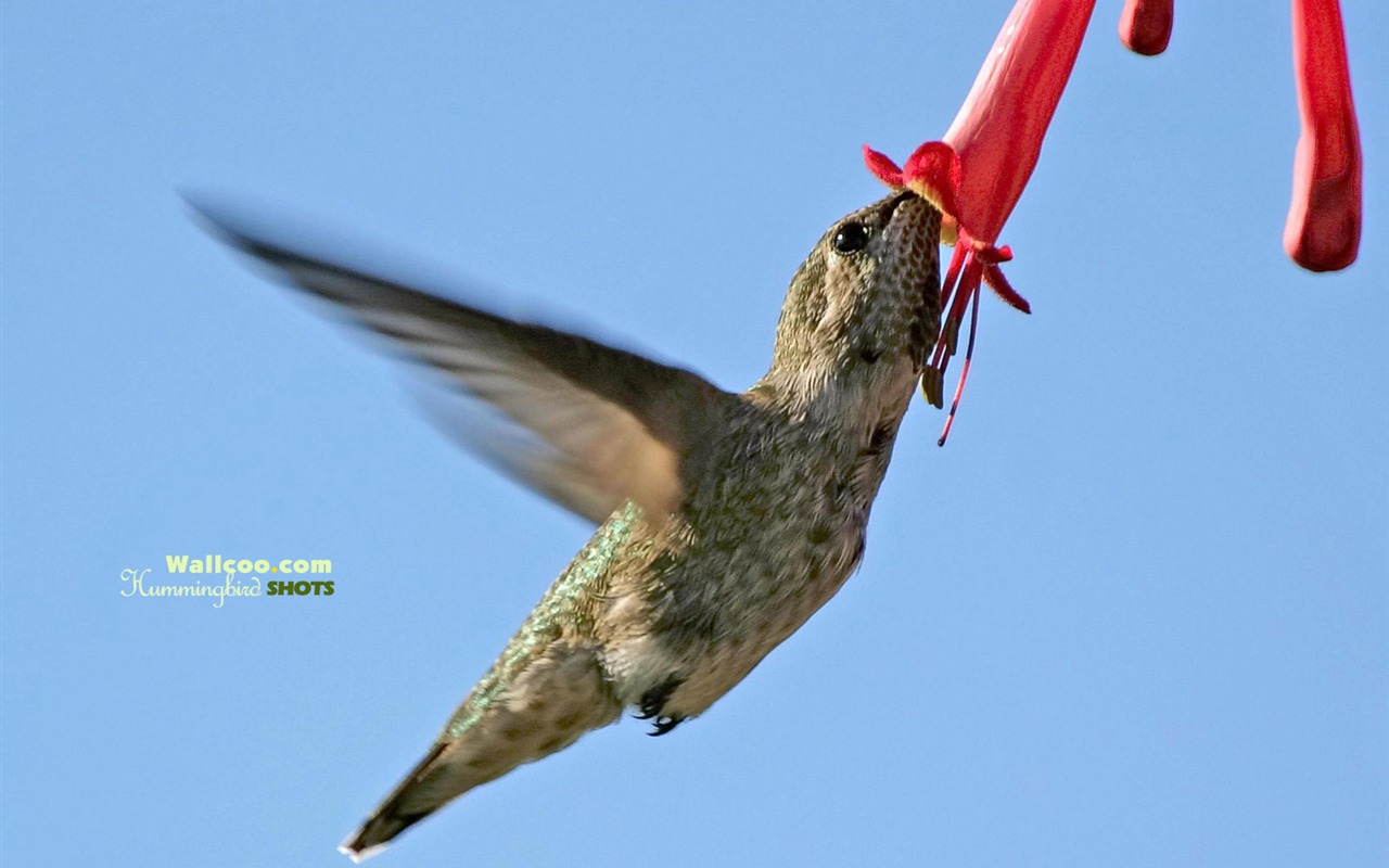 hummingbirds Foto Wallpaper #8 - 1280x800