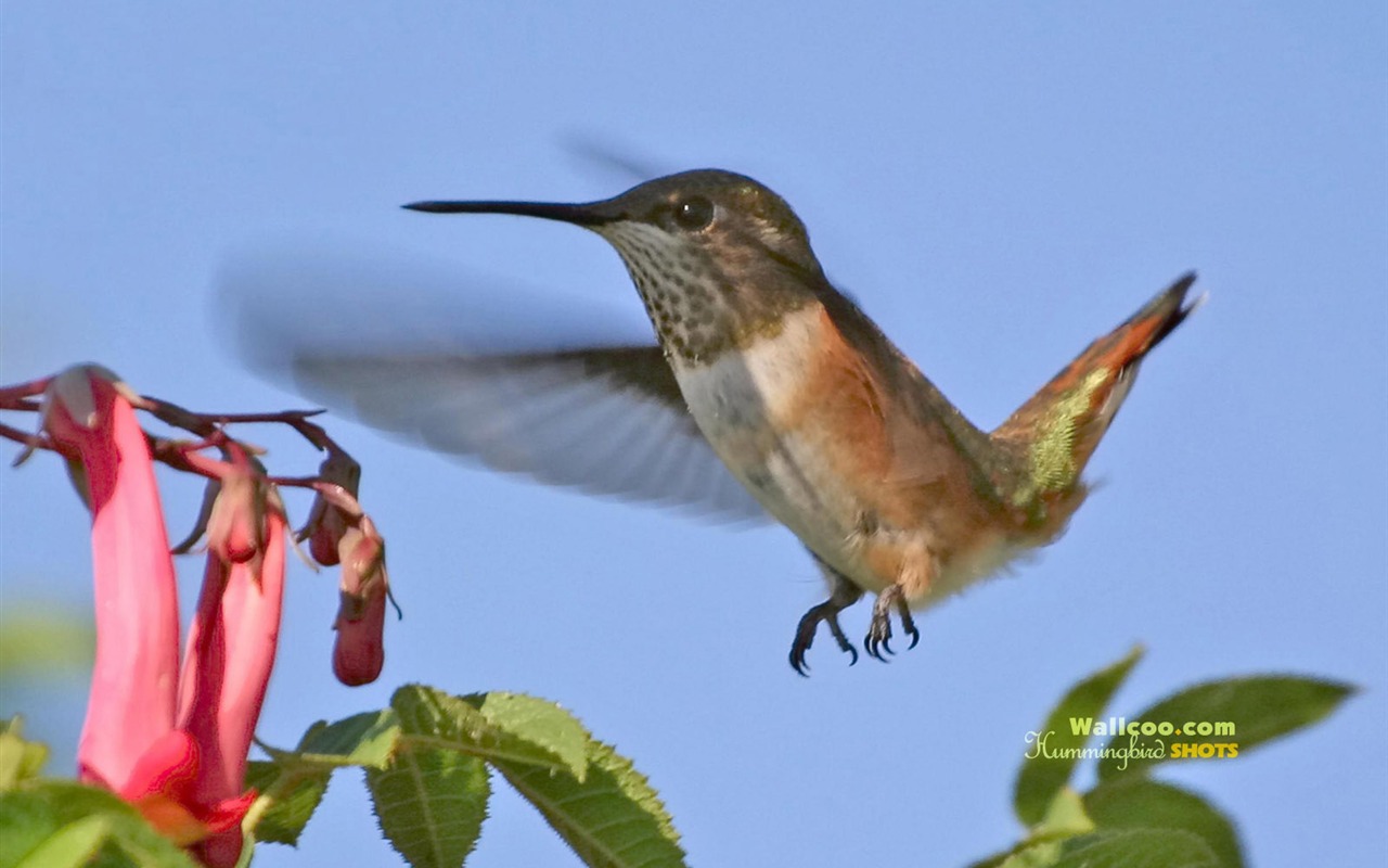 hummingbirds Foto Wallpaper #9 - 1280x800